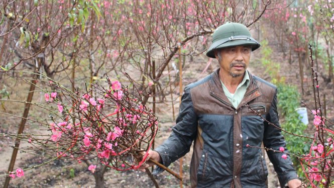 Người dân làng đào Nhật Tân cắt đào nở sớm để bán - Ảnh: Hà Thanh
