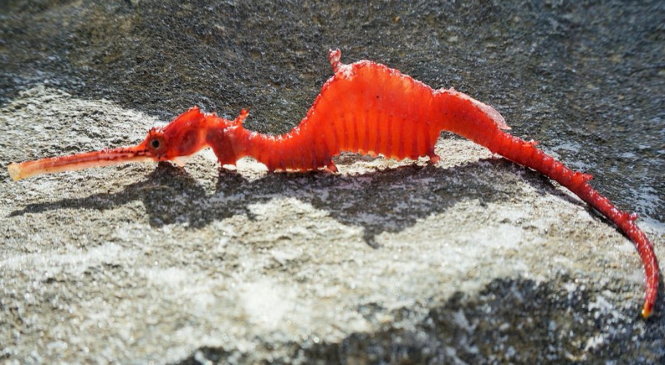 Rồng biển ruby là một trong những hình ảnh đẹp mắt nhất của vùng biển nhiệt đới. Với đường nét tỉ mỉ, rực rỡ của ruby, những chiếc hình ảnh này chắc chắn sẽ làm say đắm các tín đồ yêu nghệ thuật. Hãy cùng thưởng thức hình ảnh rồng biển ruby đầy đủ hơn để cảm nhận sức hút của chúng.