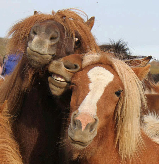 Ngựa cũng biết selfie