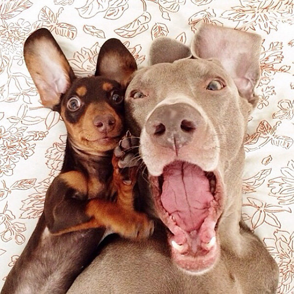 Muốn xem những bức ảnh selfie động vật cực đáng yêu và hài hước không? Hình ảnh của những chú chó, mèo, thỏ, gấu... \