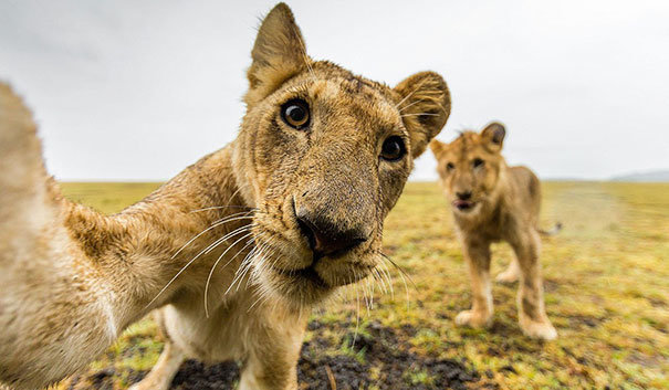 Sư tử selfie