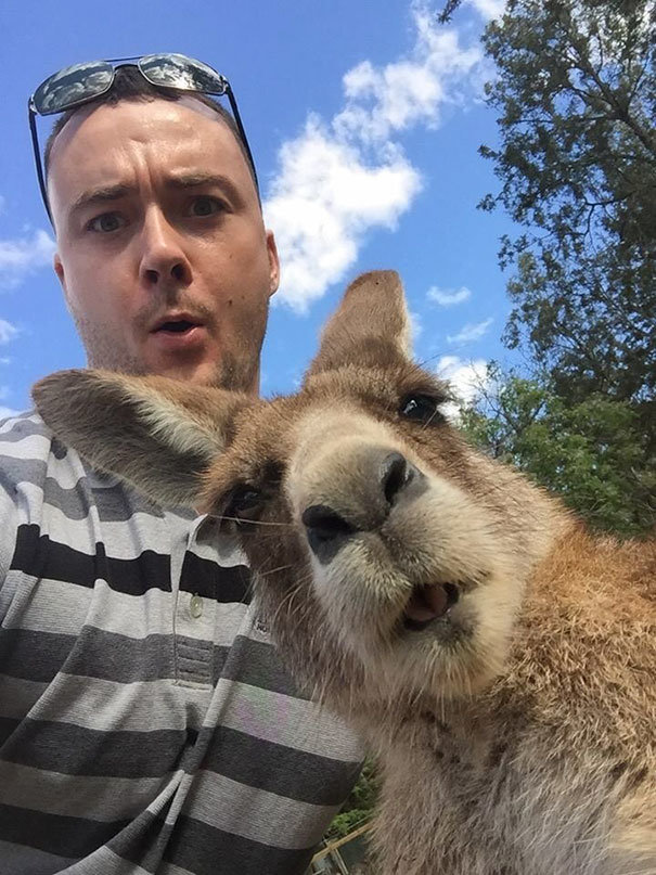 Selfie với kangaroo