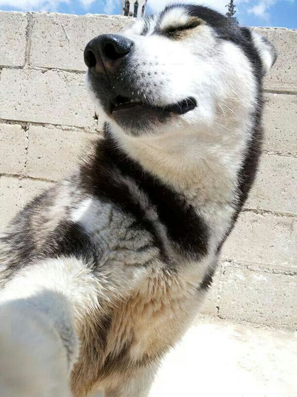 Chú chó này selfie quá 'điệu'
