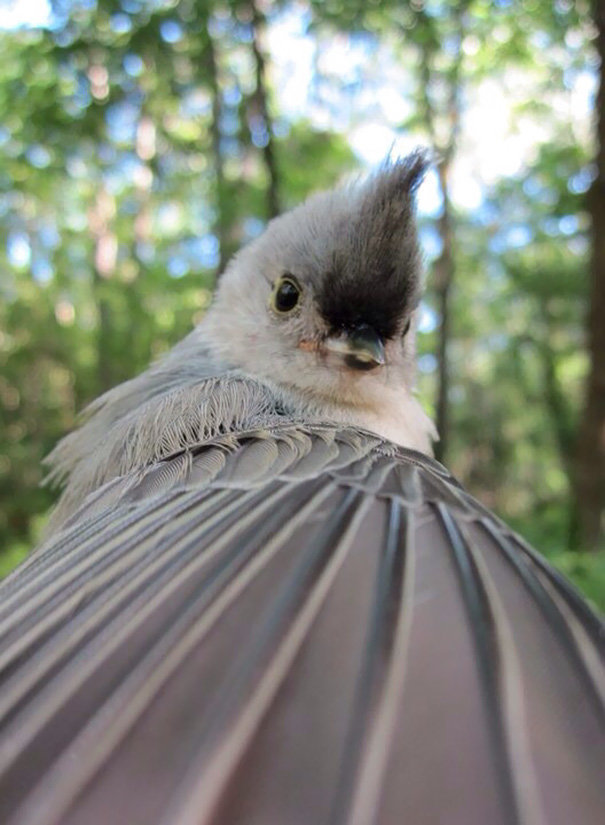 Chim Tufted titmouse selfie (Tufted titmouse là loài chim nhỏ có mào, lông xám, sống ở miền đông Bắc Mỹ)