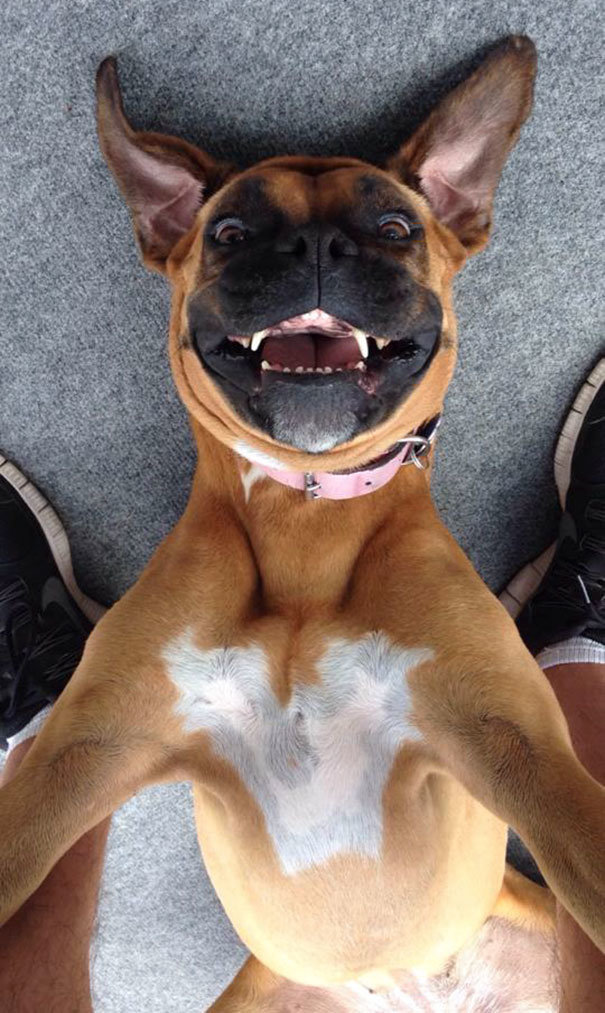 Chó selfie