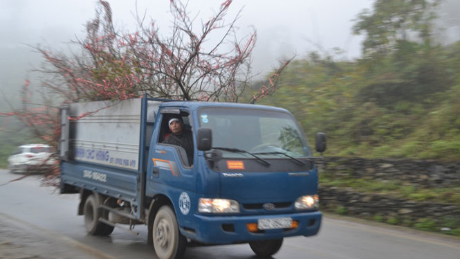 Xe ô tô vận chuyển đào Sa Pa về Hà Nội, Hải Phòng đón Tết