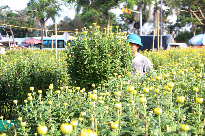 Hoa cúc trồng chậu thưa thớt trên chợ hoa tết Huế - Ảnh: MINH AN