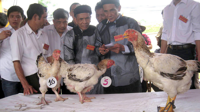 Gà Hồ tại cuộc thi gà đẹp tại làng Lạc Thổ, Thuận Thành, Bắc Ninh 
- Ảnh: Hội nuôi gà làng Lạc Thổ cung cấp
