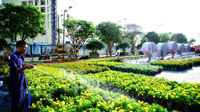Công nhân tưới nước cho những chậu hoa để chuẩn bị trang trí tại những tiểu cảnh trên đường hoa Nguyễn Huệ - Ảnh: HỮU THUẬN
