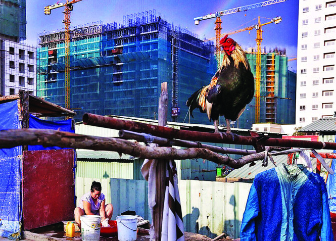 Cứ thấy con gà giữa phố thị là xao xuyến quê nhà - Ảnh: Việt Thanh
