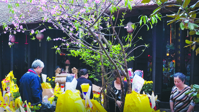 Hoa đào nở trước sân chùa Quan Hoa - Ảnh: Kim Hoa