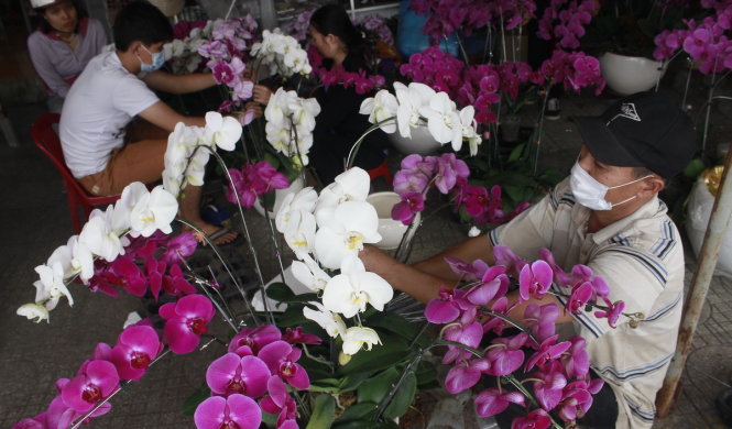 Các cửa hàng hoa lan trên đường Thành Thái, Q.10 khẩn trương kết lan thành chậu giao cho khách  - Ảnh: Nguyễn Trí