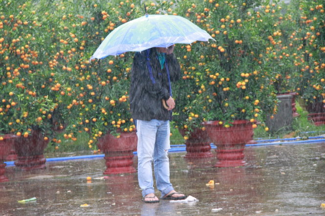 Trời mưa to khiến việc buôn bán ở chợ hoa tết Đà Nẵng ế ẩm - Ảnh: Đoàn Cường
