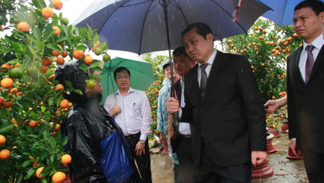 Chủ tịch UBND TP Đà Nẵng Huỳnh Đức Thơ hỏi thăm chủ vườn bán quật sáng 25-1 - Ảnh: Đoàn Cường