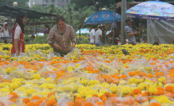 Các nhà vườn tranh thủ túc tạnh mưa kiểm tra lại hoa. Theo nhà vườn này thì mưa không ảnh hưởng chất lượng hoa, nhưng kích thích mai nở sớm hơn - Ảnh: Quang Khải