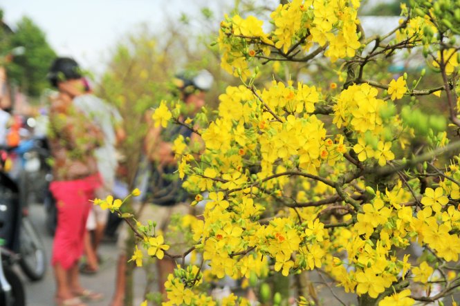Mai vàng nở rộ sau mưa trái mùa, chủ vườn thất thu - Tuổi Trẻ Online