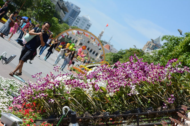 Một góc trưng bày hoa lan tại đường hoa Nguyễn Huệ - Ảnh: ĐỨC TRONG