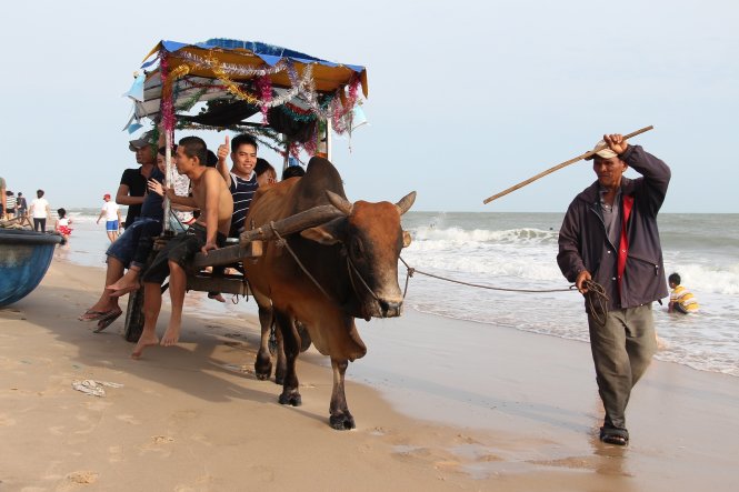 Ông Trần Hữu Tuấn 47 tuổi - (chủ xe bò) cho biết, ba năm gần đây cứ vào dịp tết ông đưa xe bò ra biển chở khách, mỗi ngày ông có thu nhập từ 700.000 đến 1 triệu đồng. Ảnh: ĐÌNH TRỌNG
