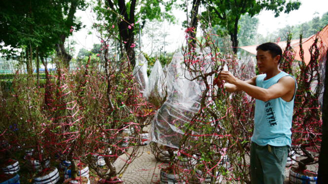 Hoa đào tết bày bán tại công viên Gia Định, TP.HCM - Ảnh: HỮU THUẬN