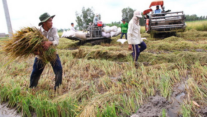 Ruộng của ông Trịnh Tấn Sĩ (huyện Vị Thủy, Hậu Giang) bị mưa làm ngập nhiều ngày, phải cắt lúa bằng tay -
Ảnh: Chí Quốc