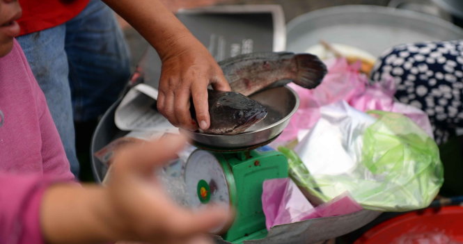 Nhiều người chọn mua cá lóc sống về nướng - Ảnh: HỮU KHOA