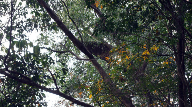 Tổ ong trên cây cao su - Ảnh: B.Sơn