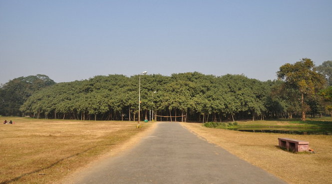 Cây đa 250 tuổi ở Vườn thực vật Acharya Jagadish Chandra Bose, Ấn Độ - Ảnh: Biswarup Ganguly.