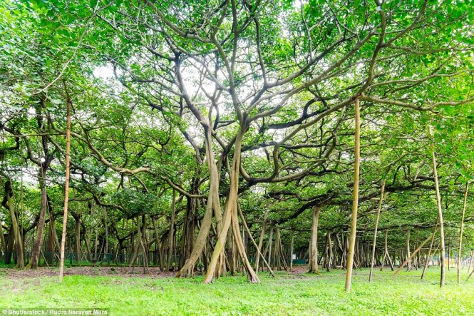 Nhà chức trách đã cho xây một con đường quanh cái cây để khách tham quan dễ dàng đến chiêm ngưỡng nó - Ảnh: Rudra Narayan Mitra