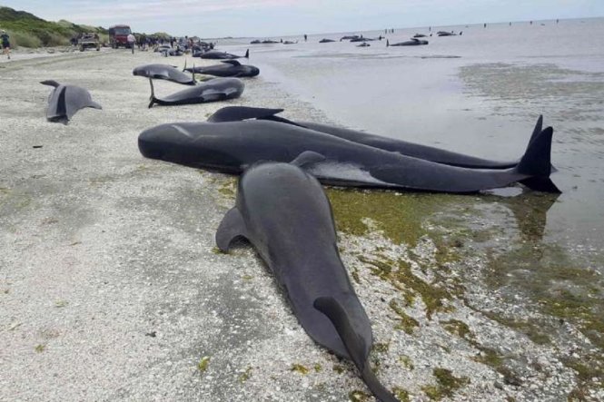 Bầy cá voi lên đến hàng trăm con bị mắc cạn ở New Zealand - Ảnh: AFP