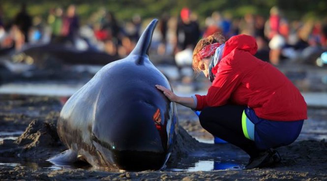 Tình nguyện viên đang giúp làm mát cho một con cá voi - Ảnh: REUTERS