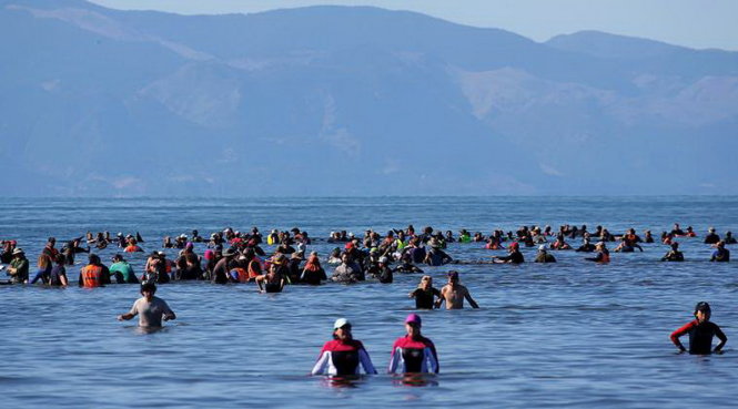 'Hàng rào người' giúp cá voi không bị mắc cạn lần nữa hôm 11-2 - Ảnh: REUTERS