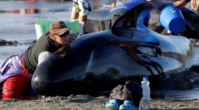 Tình nguyện viên giúp cá voi bị mắc cạn - Ảnh: REUTERS