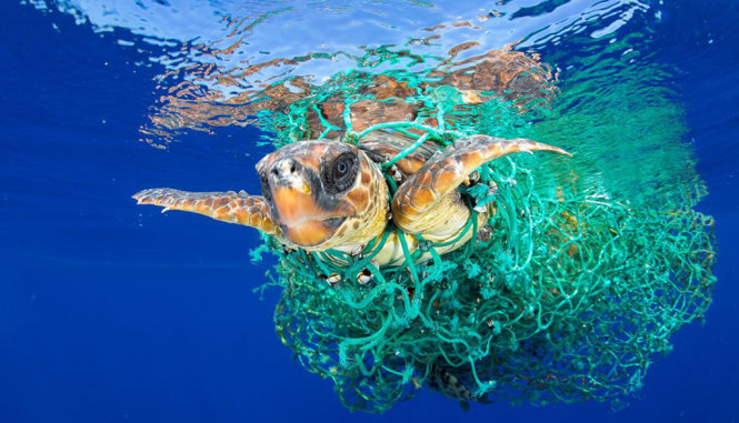 Ảnh con rùa bị mắc kẹt trong lưới cá