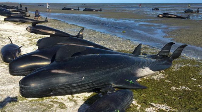 Cá voi mắc cạn chết hàng loạt ở Farewell Spit, New Zealand trong vài ngày qua - Ảnh: REUTERS