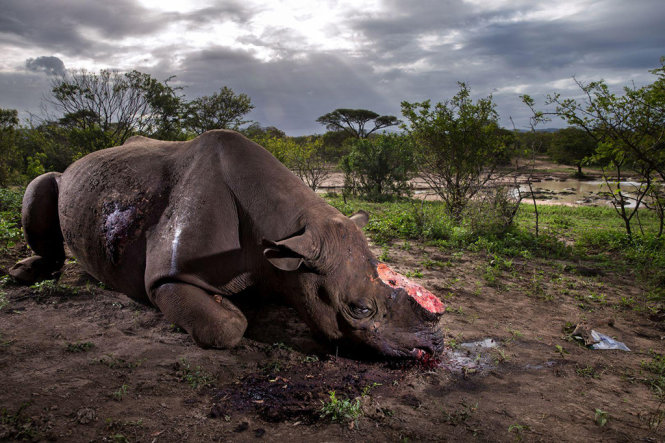 Một con tê giác bị cắt đứt sừng. Đây là một ảnh trong phóng sự ảnh Cuộc chiến tê giác