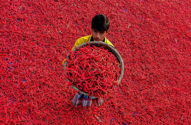 Hàng triệu quả ớt tạo thành tấm thảm đỏ tuyệt đẹp - Ảnh: Solent News