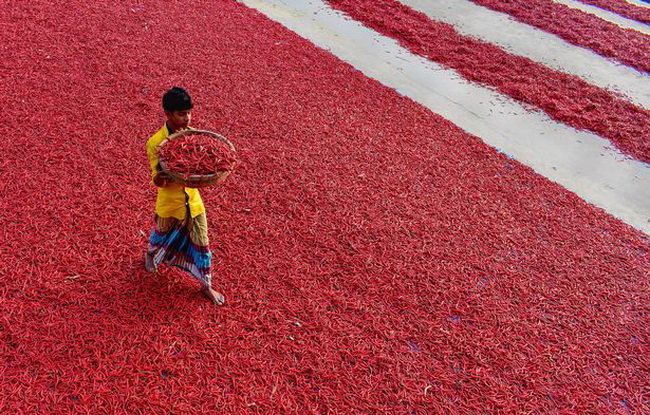 Nghề trồng ớt, chế biến ớt đã tồn tại ở Bogra hàng trăm năm nay - Ảnh: Solent News