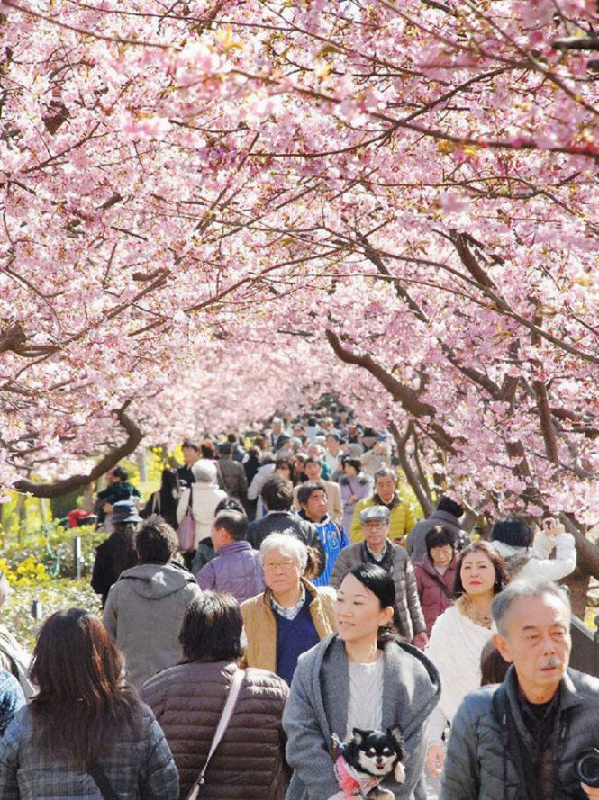 Thời điểm này, hàng triệu du khách đang đổ về Kawazu ngắm hoa đào