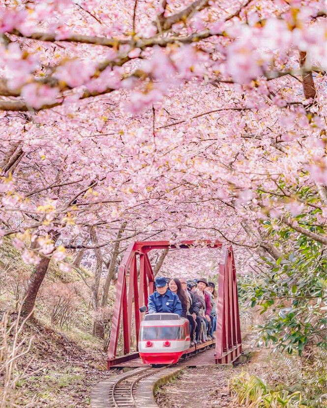 Những đoàn xe nhỏ sẽ đưa du khách 'chui' qua những rặng anh đào để họ tận hưởng mùi thơm đặc trưng và sắc hồng dịu ngọt của chúng