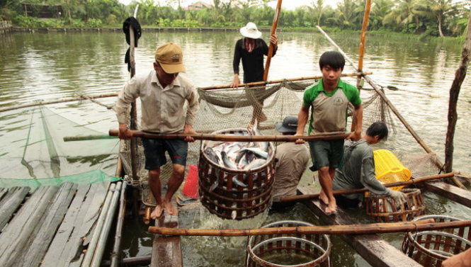 Thu hoạch cá tra tại xã Đại Thành, thị xã Ngã Bảy (Hậu Giang) - Ảnh: CHÍ QUỐC