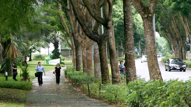 Người Singapore đi bộ rất nhiều vì đường phố nhiều cây xanh, không bị ô nhiễm - Ảnh: Quân Nam