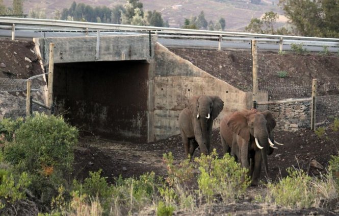 Hầm chui cho voi ở Kenya