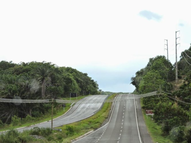 Cầu băng qua đường dành cho khỉ và các động vật khác ở Bahia, Brazil