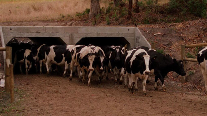 Hầm chui cho bò ở Victoria, Úc