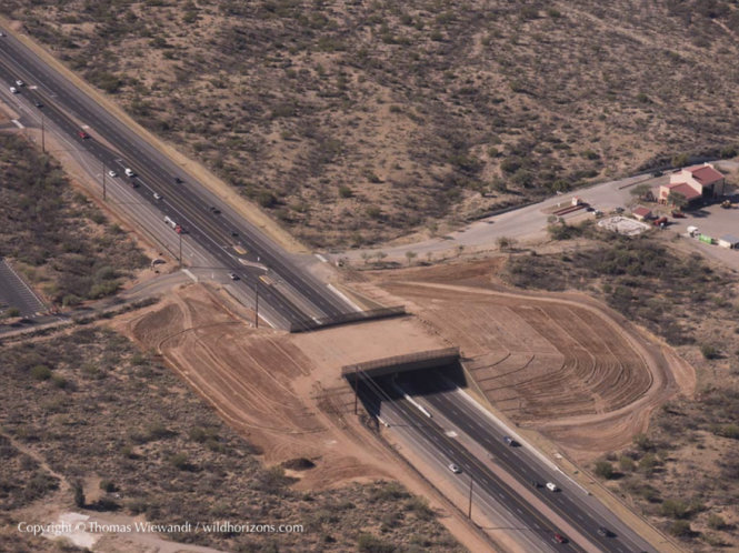 Cầu vượt cho động vật ở sa mạc Sonoran, Mỹ