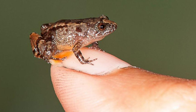 Một loài ếch tí hon vừa được phát hiện tại Ấn Độ - Ảnh: ABC News