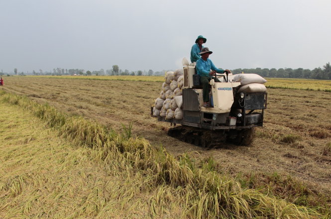 Nhiều chuyên gia cho rằng VFA đã giữ quyền hạn có thể làm méo mó thị trường xuất khẩu gạo, cần cải tổ hiệp hội này cho phù hợp tình hình mới. Trong ảnh: Nông dân thu hoạch lúa tại ĐBSCL -  Ảnh: Chí Quốc