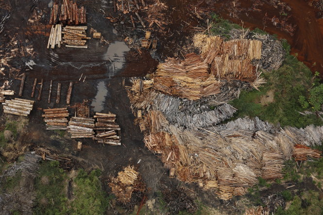 Các xưởng cưa xử lý gỗ bị khai thác trái phép trong rừng Amazon tại khu vực gần Rio Pardo, huyện Porto Velho, bang Rondonia, Brazil - Ảnh: Reuters