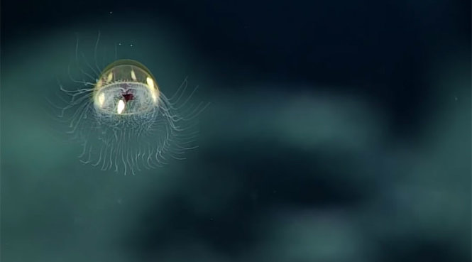 Loài sứa tuyệt đẹp do các nhà khoa học ghi hình được - Ảnh chụp từ clip