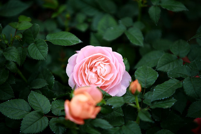 Một bông hoa hồng cổ Sa Pa được trưng bày - Ảnh: Nam Trần